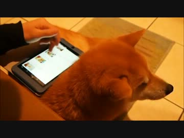 柴犬のタブレットスタンド
