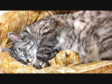 寝ている猫と手をつなぎたかった