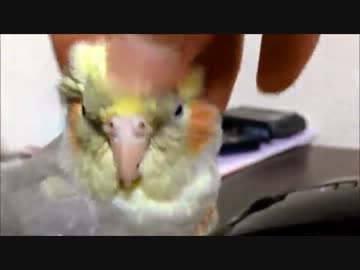 オカメインコのツンデレ