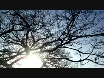 pellucid (inst) / Tonika