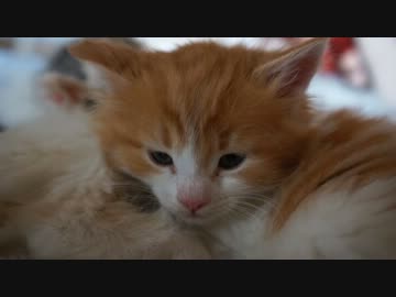 【リア獣】 布団占拠　【猫万歳】