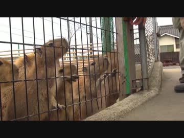 仔カピバラの「いいから早く小屋でごはん食べさせろ～」