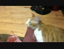 猫は物を投げたら飼い主のところまで持ってきます。