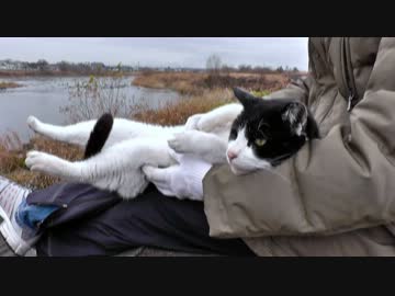 お膝アトラクションが大変な事になっています。 【魚くれくれ野良猫】