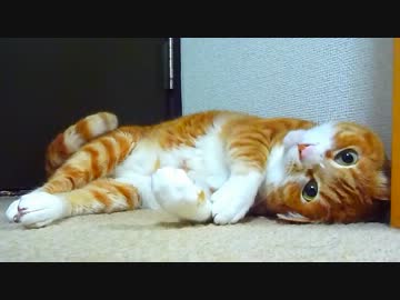 【２号】頭を強打してボー然とするぬこwww【ネコ】