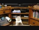 猫  vs  DVDプレイヤー
