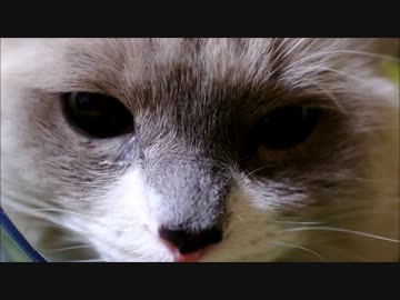 猫恵方巻き