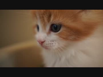 【リア獣】 子猫が可愛すぎて辛い　【猫万歳】