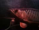 古代魚　アロワナ編