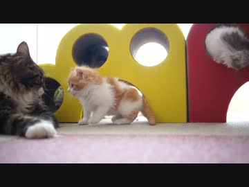 【リア獣】 面倒見の良いパパ　【猫万歳】