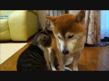 寄りそう柴犬と猫とファンヒーター
