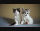 【リア獣】 子猫の特徴　【猫万歳】