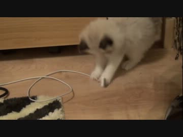 ラグドールのレオ　Vol.1 やってきた子猫