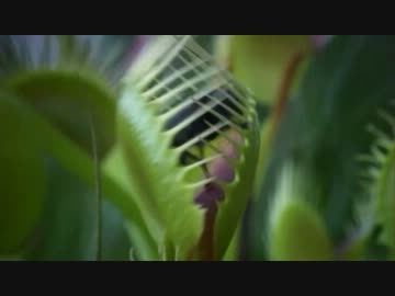 肉食系ベジタリアン