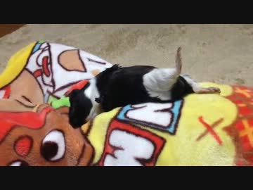 【モルモット】ヾ(:3ﾉｼヾ)ﾉｼ 【ちょび】