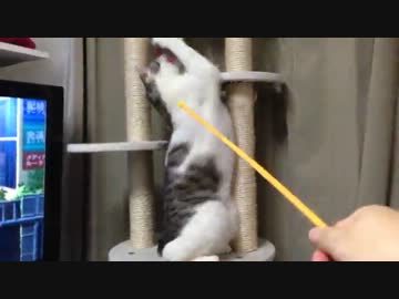 猫が大きすぎてキャットタワーが小さい