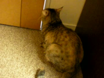 拾いねこ＠生後580/547日　リビングに行きたいのに行けない月音さん