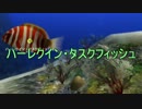 【AQUANAUT'S HOLIDAY】美しい海でどんどこ探索　08