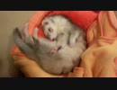 【フェレット】我が家の居候⑨
