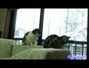 雪見ねこ　～しじみ&あさり～