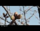 【春に一番近い街】歌ってみた＊chamuru