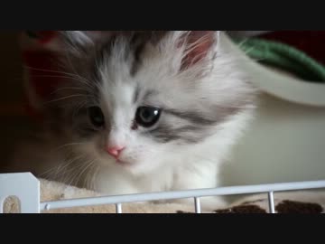 【リア獣】 あそぶにゃ　【猫万歳】