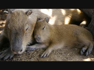 木漏れ日 カピバラうとうと