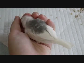 飼いはじめた文鳥を握ってみた
