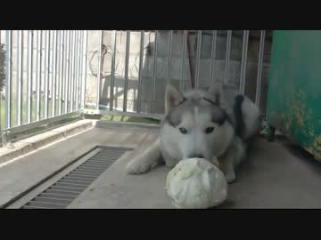 シベリアンハスキー　丸ごと捕食