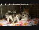 【リア獣】 おはにゃー　【猫万歳】