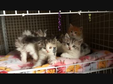 【リア獣】 おはにゃー　【猫万歳】