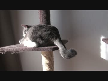 【モアクリ】 かぎしっぽ