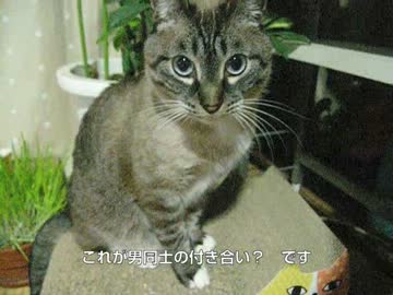 ガンバルパパ！　猫と人間、男同士の不器用な関係