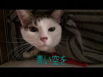塩顔の猫がふみふみしてます。
