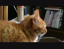 【ねこ日記】雪。犬は喜び、猫は丸くなる【ぬこぬこ動画】