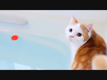 【マンチカンズ】お風呂から円盤を持ってくる猫