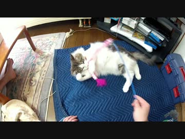 ヴァーチャルぬこじゃらし