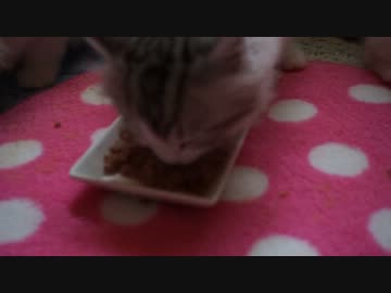 【リア獣】 うみゃうみゃ　【猫万歳】