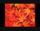 [Trance] 紅 [NNI]