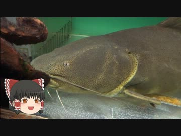 ゆっくりれいむのアクア放浪記　#4 東京タワー水族館
