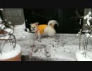 2014.2.8【ちょびん】