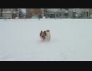 2014.2.8【サンタ】雪に楽しむの巻