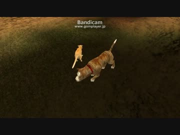 獰猛な犬に子猫を与えてみた
