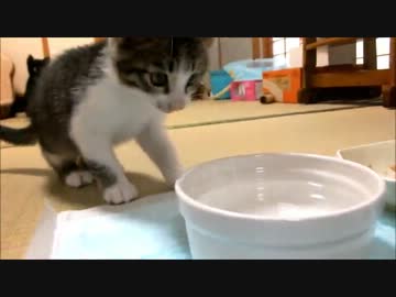 子猫ミルキーの初々しい水飲み姿