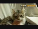 猫様をもふってたら・・・