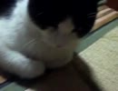 洗濯ばさみと猫②.mp4(240p_H.264-AAC).mp4