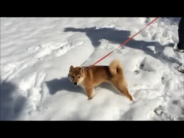 【ぽこ太】雪デビューで大はしゃぎ【柴犬６ヶ月】