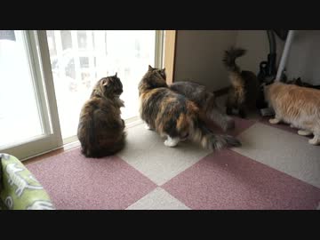 【リア獣】 雪だにゃ！　【猫万歳】