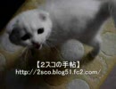 【激しい】ムーちゃん【ご飯の催促】