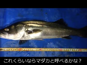 【かーびーの釣り日記】⑳名古屋の陸っぱりで脱セイゴ!!